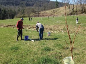 volunteers planting trees in a field