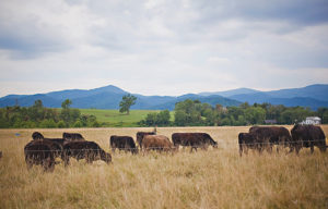 Cattle graze with mountains in the background
