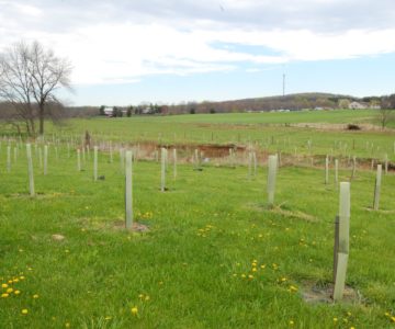 a field with treelings recently planted