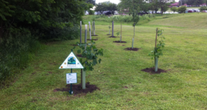 Recently-planted trees in West Virginia