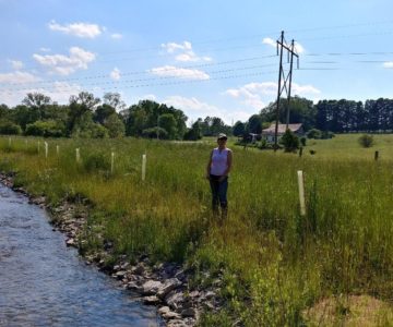 A healthy forest buffer in the Upper Susquehanna Watershed