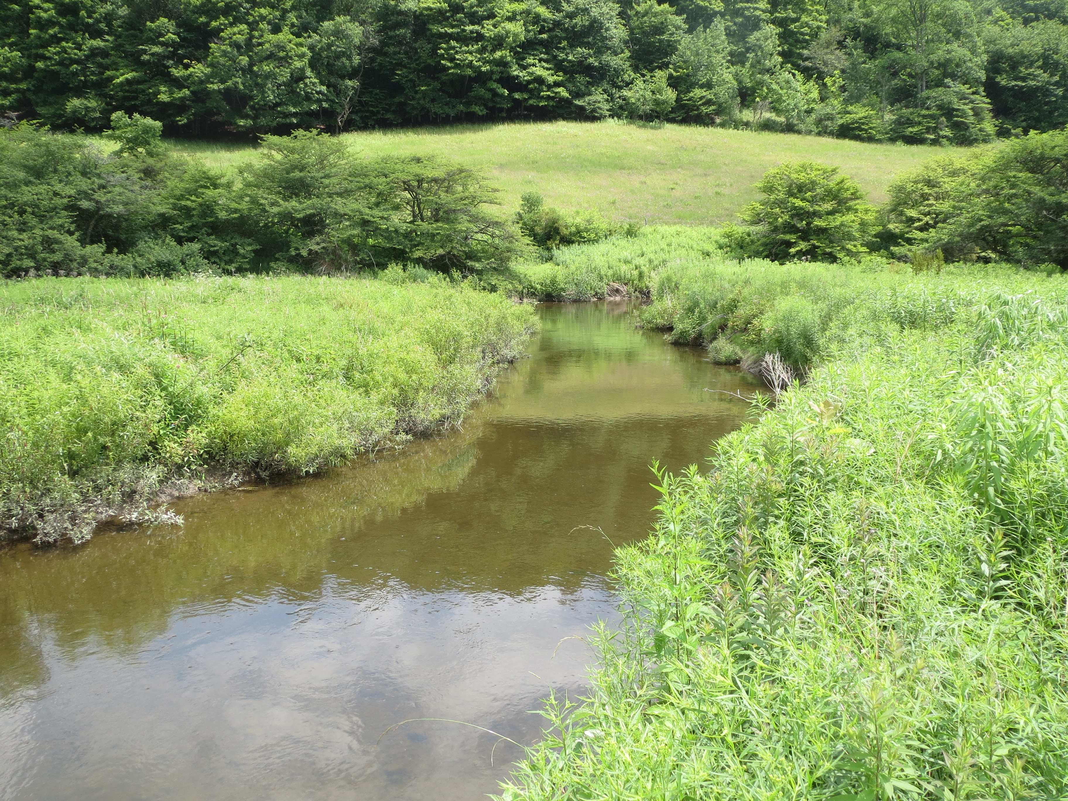 A stream in the Upper Susquehanna is bordered by shrubs and trees.